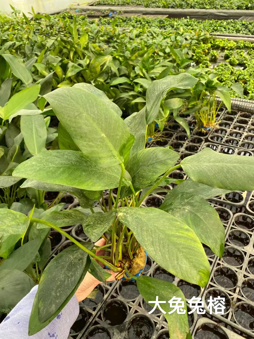 兔兔榕大杯水榕鱼缸草缸原生缸造景水培增氧阴性淡水活体水草植物-图0