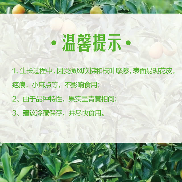 山姆代购广西柳州脆蜜金柑1.1kg新鲜橘子水果礼盒香甜多汁金桔,淘宝优惠券,粉丝福利购,淘宝优惠卷