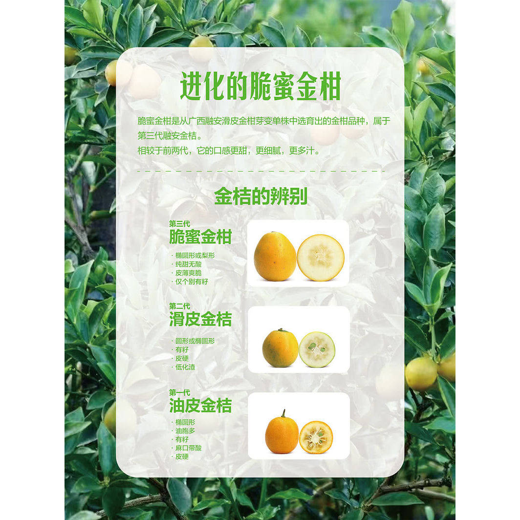 山姆代购广西柳州脆蜜金柑1.1kg新鲜橘子水果礼盒香甜多汁金桔,淘宝优惠券,粉丝福利购,淘宝优惠卷