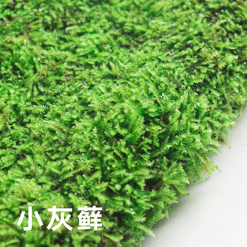 鲜活苔藓微景观植物盆景盆栽水陆缸假山草造景材料白发藓短绒青苔 - 图1