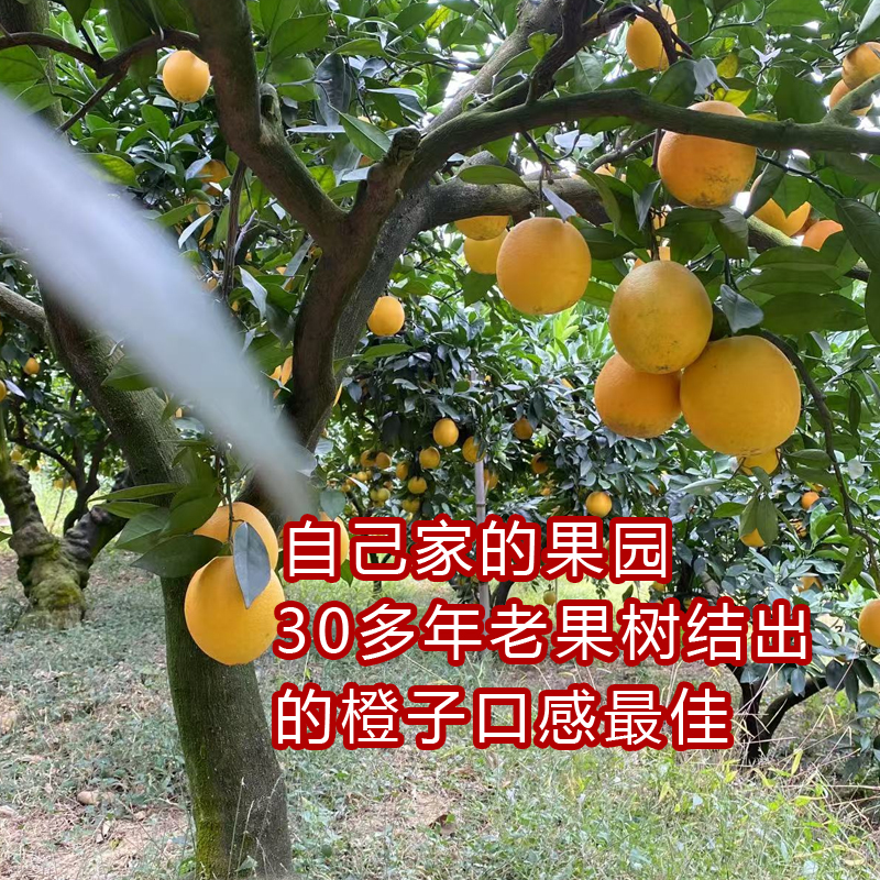江西老表赣南脐橙信丰特产当季优质新鲜水果10/20斤箱装果园直发 - 图2