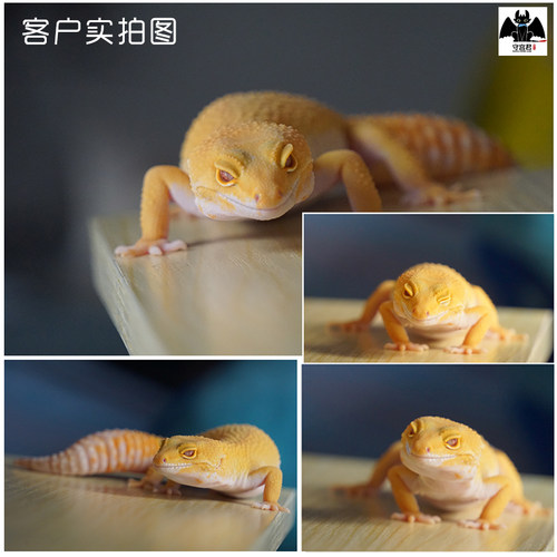 豹纹守宫蜥蜴活物新手入门懒人宠物可爱爬虫易养异宠小型温顺幼体 - 图2