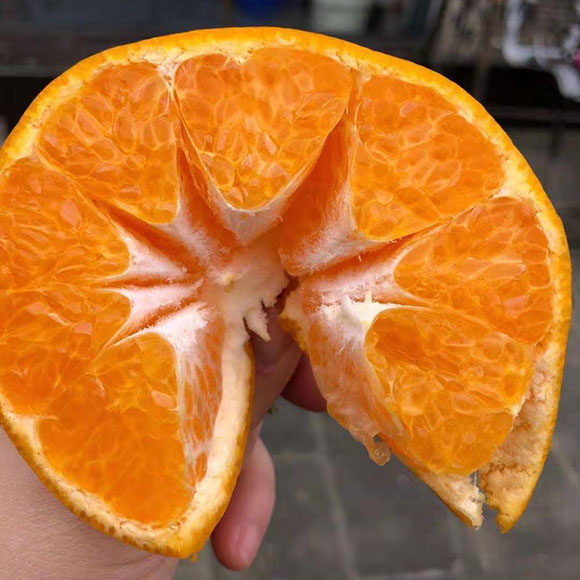 四川眉山春见耙耙柑精选中大果8装新鲜现摘果园直发超甜多汁橘子,淘宝优惠券,粉丝福利购,淘宝优惠卷