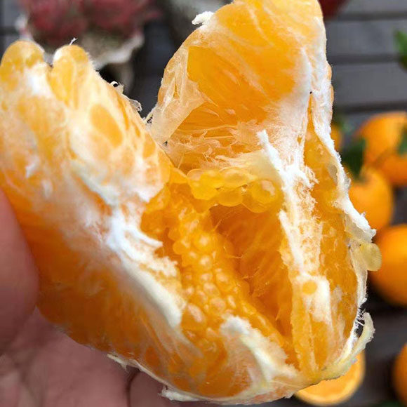 四川眉山春见耙耙柑精选中大果8装新鲜现摘果园直发超甜多汁橘子,淘宝优惠券,粉丝福利购,淘宝优惠卷