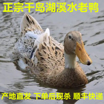 Hemp Duck Loose Pension Duck Now Killing Authentic Kuril Lake Farmhouse Creek Water Earth Duck Duck Raw Fresh Duck Meat duck Duck Whole Duck