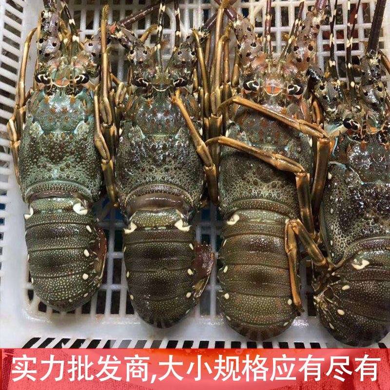 活冻小青龙龙虾鲜活大龙虾澳洲龙虾冰鲜冷冻大虾海鲜水产3只起拍 - 图0