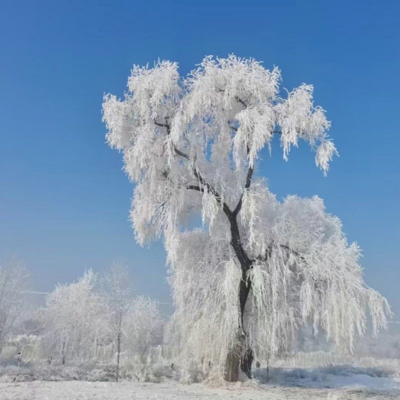 长春伪满皇宫博物院+雾凇岛+冰雪新天地2天1晚*纯玩0购0自费