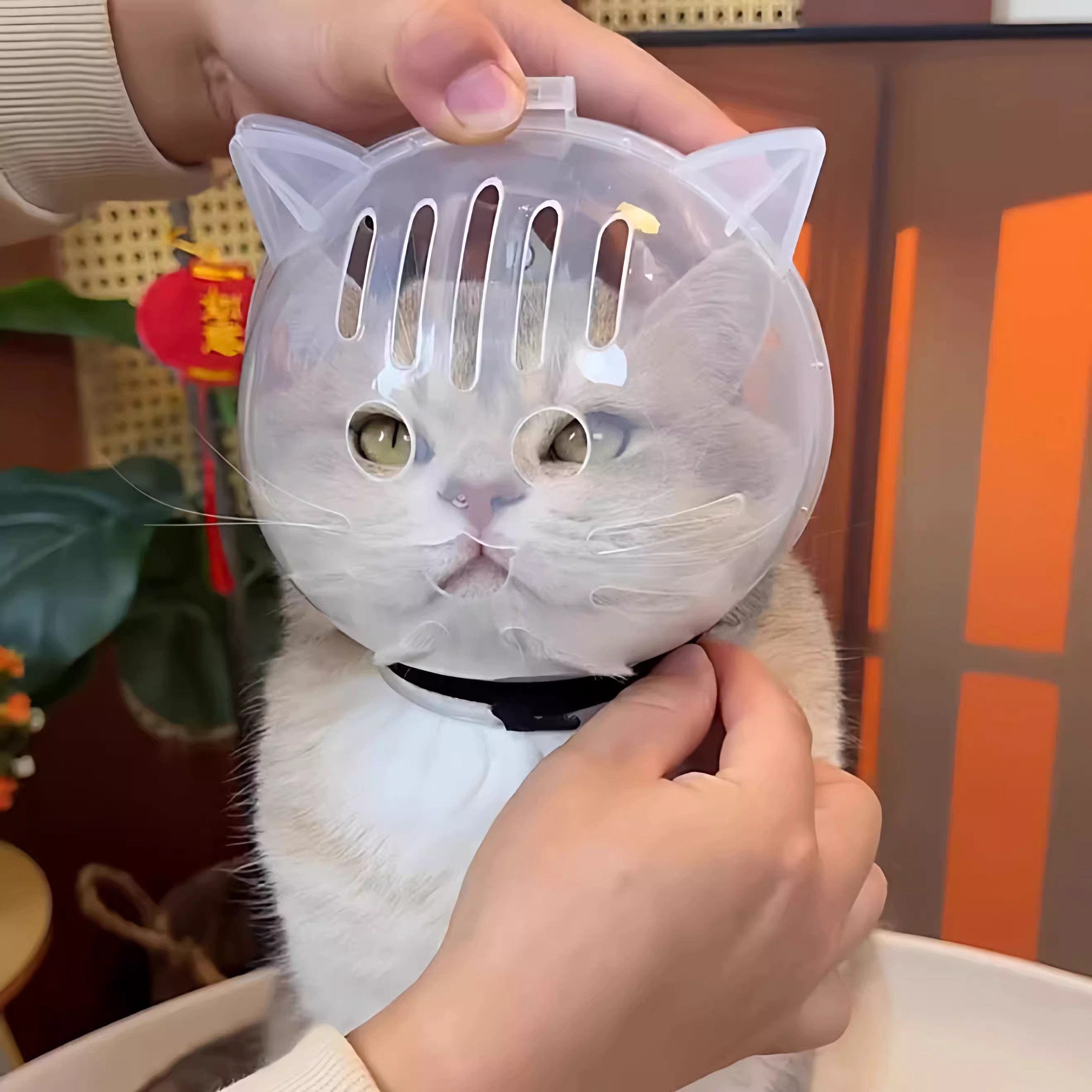 猫咪防舔咬伊丽莎白圈宠物透明透气防护圈太空头罩绝育剪指甲上药,淘宝优惠券,粉丝福利购,淘宝优惠卷