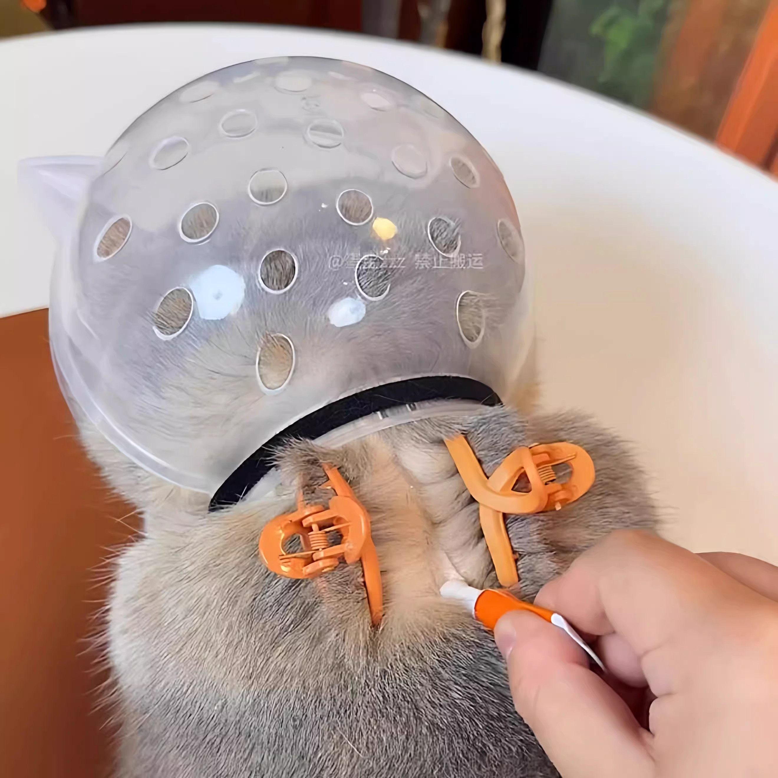 猫咪防舔咬伊丽莎白圈宠物透明透气防护圈太空头罩绝育剪指甲上药,淘宝优惠券,粉丝福利购,淘宝优惠卷