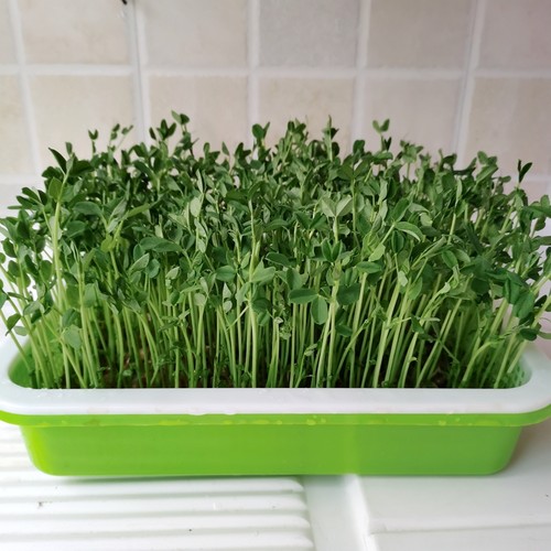 水培豌豆苗的大小粒麻豌豆鸽粮无土发豌豆尖芽苗菜阳台四季500克 - 图2