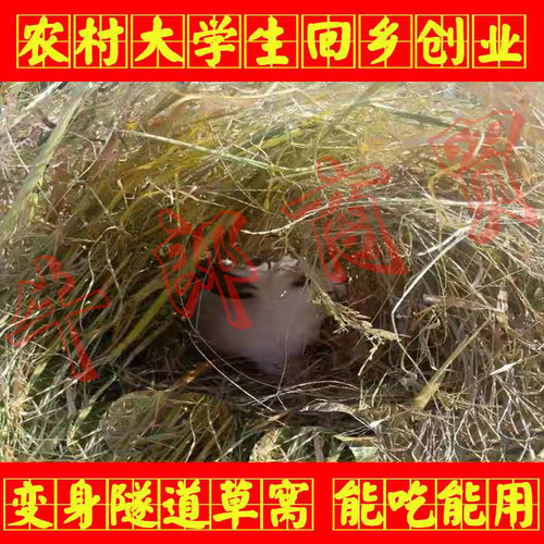 稻草碎干草垫窝鸡鸭宠物鸟狗兔子保暖天然窝草脚垫装饰谷草道具 - 图1