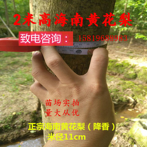 黄花梨苗木黄花梨大苗正宗海南黄花梨树苗小叶桢楠木苗沉香苗大树 - 图0