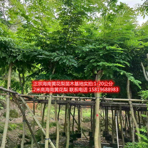 黄花梨苗木黄花梨大苗正宗海南黄花梨树苗小叶桢楠木苗沉香苗大树 - 图1