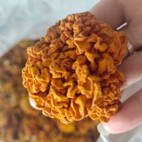 云南特产野外生长椴木金耳菌黄木耳脑耳银耳干木耳菌菇黄金耳干货 - 图0