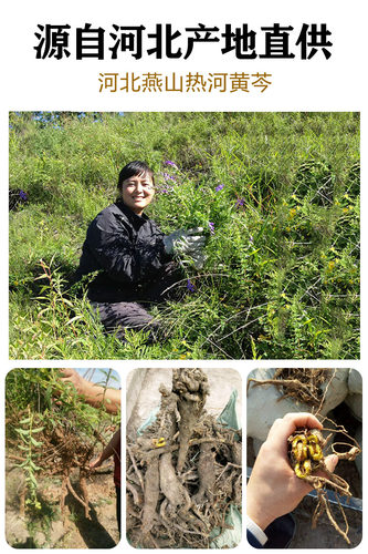 新货无硫 野生河北黄芩500g 枯黄芩 枯芯芩 中药材黄芩 黄芩茶 - 图2