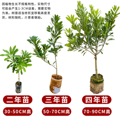 东魁黑炭杨梅树苗嫁接大苗南北方庭院常绿盆栽果树苗早熟晚熟杨梅 - 图3