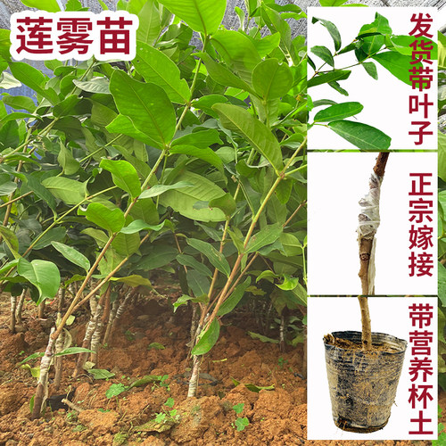 莲雾果树苗嫁接黑金刚大叶红黑糖芭比盆地栽庭院行道绿化园果树 - 图2