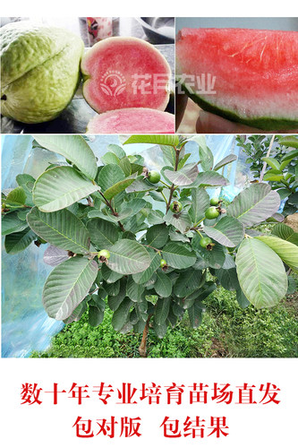 红宝石芭乐苗新品种无籽少籽广西带土南方盆栽红心四季番石榴树苗 - 图2