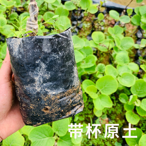 猕猴桃树苗正宗嫁接红心可盆地栽庭院南北方种植带土爬藤水果树苗 - 图1