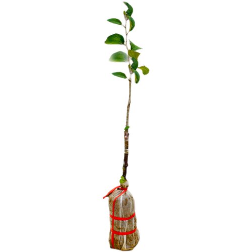 台湾大青枣树苗牛奶枣特大嫁接果树苗南北方种植盆地栽红枣子果苗 - 图3