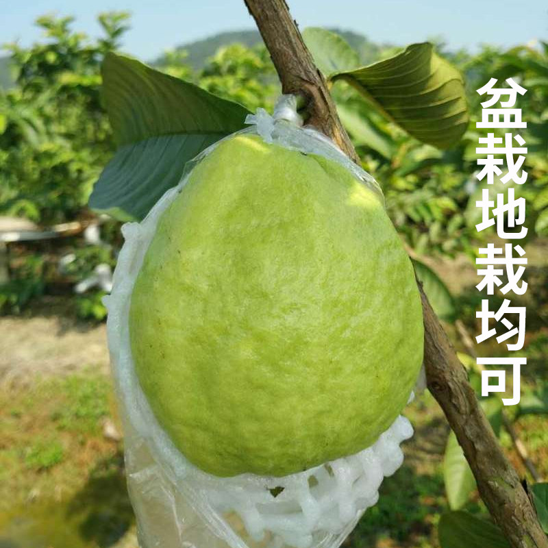 番石榴树苗芭乐嫁接四季台湾珍珠白心红心红宝石芭乐苗树南方种植 - 图1