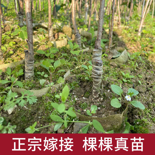 樱桃果树苗木黑珍珠正宗嫁接南北方种植盆地栽庭院车厘子水果苗子 - 图2