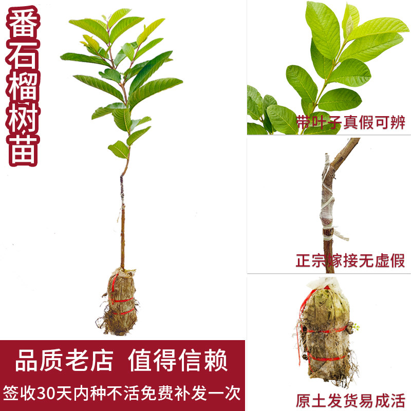 番石榴树苗芭乐嫁接四季台湾珍珠白心红心红宝石芭乐苗树南方种植 - 图2