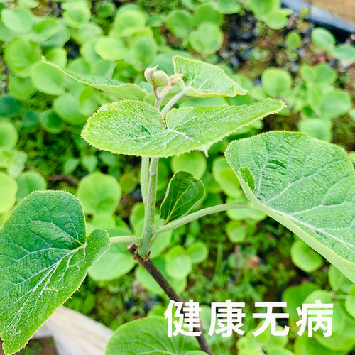 猕猴桃树苗正宗嫁接红心可盆地栽庭院南北方种植带土爬藤水果树苗 - 图0