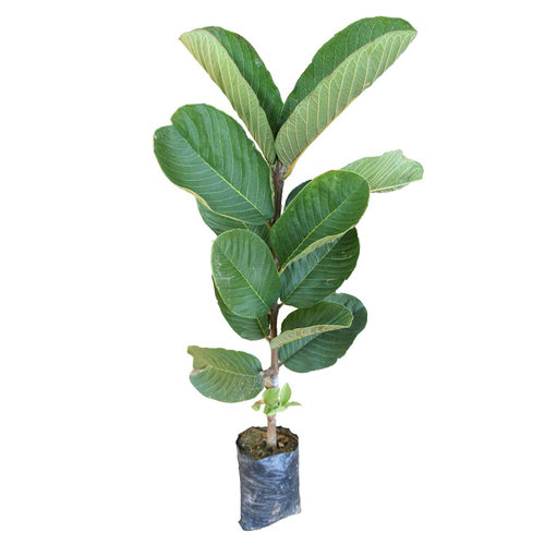 红宝石芭乐苗新品种无籽少籽广西带土南方盆栽红心四季番石榴树苗 - 图3