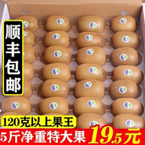 (Shunfeng) Sichuan Phujiang Yellow Heart Divorced Fruit Kiwifruit Big Fruit Fresh Should Season Fruit Whole Boxes