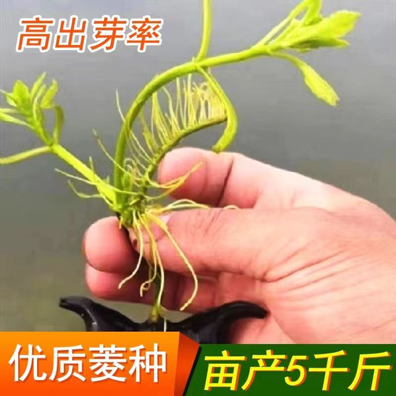 老菱角种子菱角苗种菱角苗青菱角红菱角种子苗种池塘水生植物菱角 - 图1