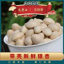 2023 Fresh white fruits with shell Gingko Seeds Raw Bagian without bleached Peudo State Teryield Size granules Dry stock