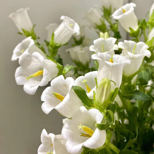 风铃草穴盘苗酒杯风铃阳台庭院花园盆栽植物高杆品种趣味满18包邮 - 图2
