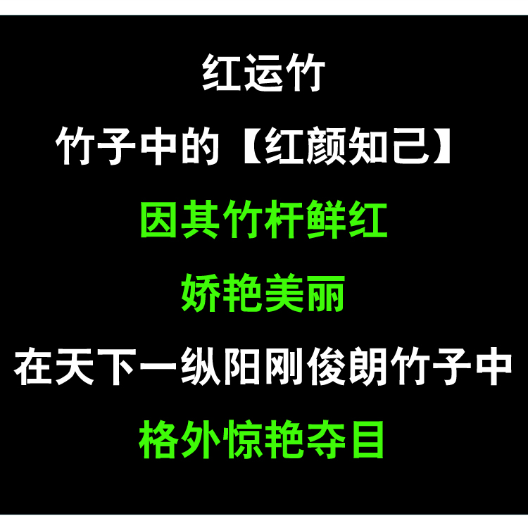 红竹红运竹红寒竹红色竹子苗庭院阳台室内绿植竹盆栽景竹基地直销-图0