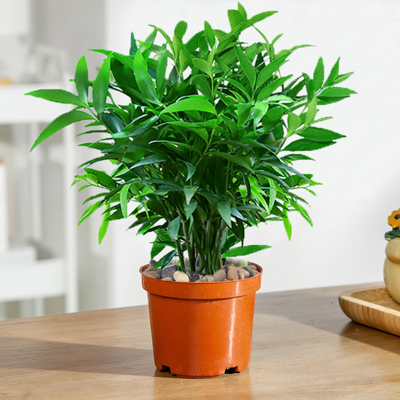 水培驱蚊竹柏盆栽富贵竹水养植物驱蚊草室内客厅绿植花卉四季常青-图1