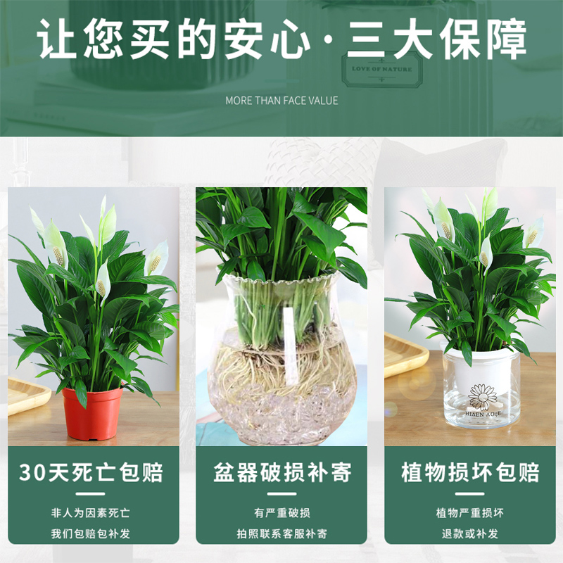 白掌盆栽一帆风顺水培植物室内好养花卉绿萝绿植水养红掌四季开花-图1