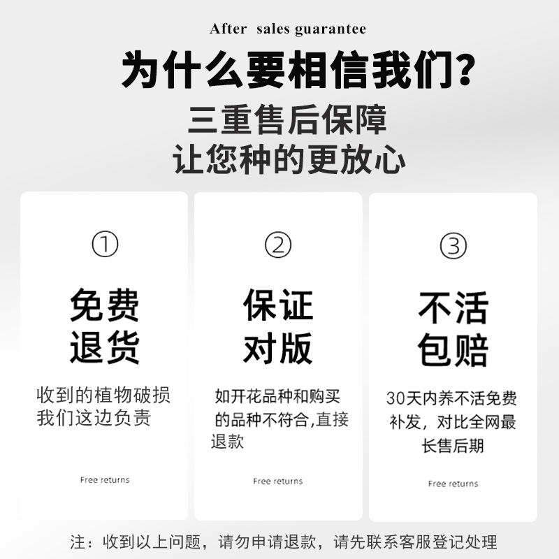 三角梅盆栽绿樱带花卉植物室内花苗重瓣老桩好养易活阳台四季开花-图3