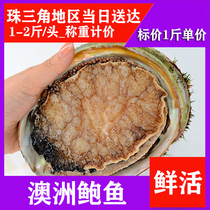 Live abalone Australian seafood Aquatic Super 10 fresh black gold green side abalone king crab lobster 1-2 catfish