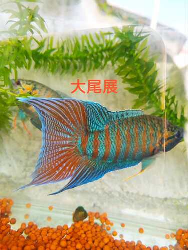 中国斗鱼巨普叉蓝叉菩萨鱼苗旁皮婆冷水活体原生观赏鱼淡水金鱼 - 图2
