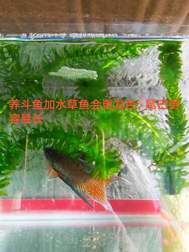 中国斗鱼巨普叉蓝叉菩萨鱼苗旁皮婆冷水活体原生观赏鱼淡水金鱼 - 图0