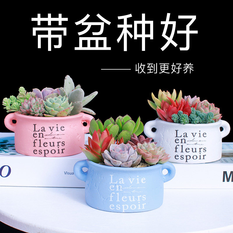 多肉植物组合盆栽新手套餐好养办公室内绿植花卉肉肉植物净化空气,淘宝优惠券,粉丝福利购,淘宝优惠卷