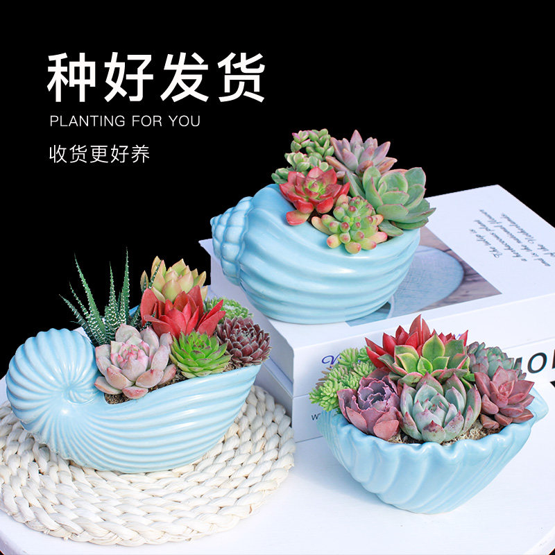 多肉植物组合盆栽新手套餐好养办公室内绿植花卉肉肉植物净化空气,淘宝优惠券,粉丝福利购,淘宝优惠卷