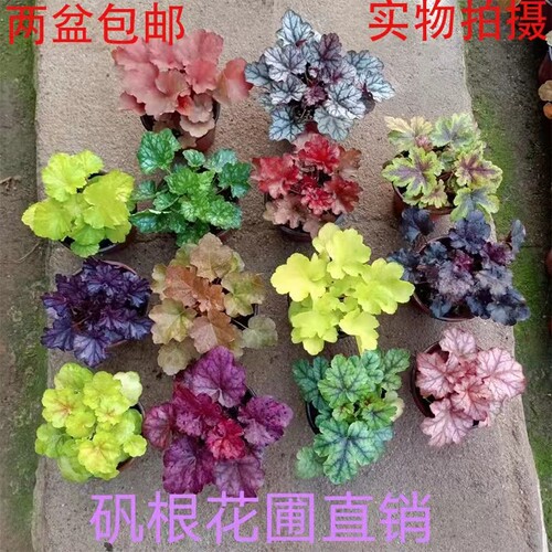 矾根大苗植物盆栽庭院耐寒耐热四季绿化花卉阳台花园鲜花绿植易活 - 图0