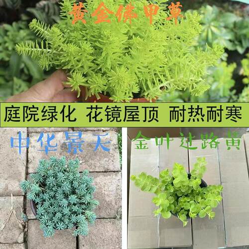 金叶过路黄佛甲草中华景天熊猫堇庭院绿化植物耐热耐寒过路黄 - 图0