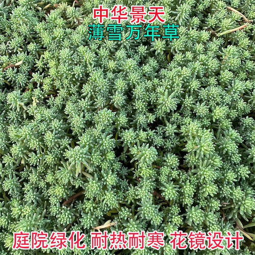 佛甲草草皮中华景天佛甲草苗薄雪万年草楼顶四季常绿耐热庭院耐寒 - 图2