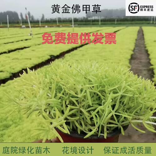 佛甲草草皮中华景天佛甲草苗薄雪万年草楼顶四季常绿耐热庭院耐寒 - 图0