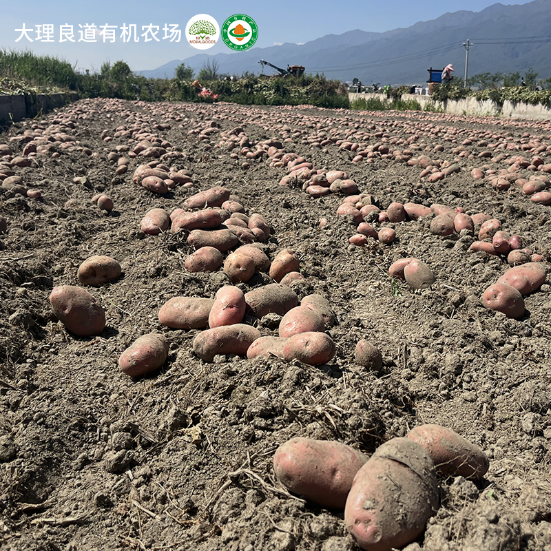 云南有机方式种植土豆马铃薯新鲜红皮黄心土豆农家洋芋蔬菜无农残 - 图1