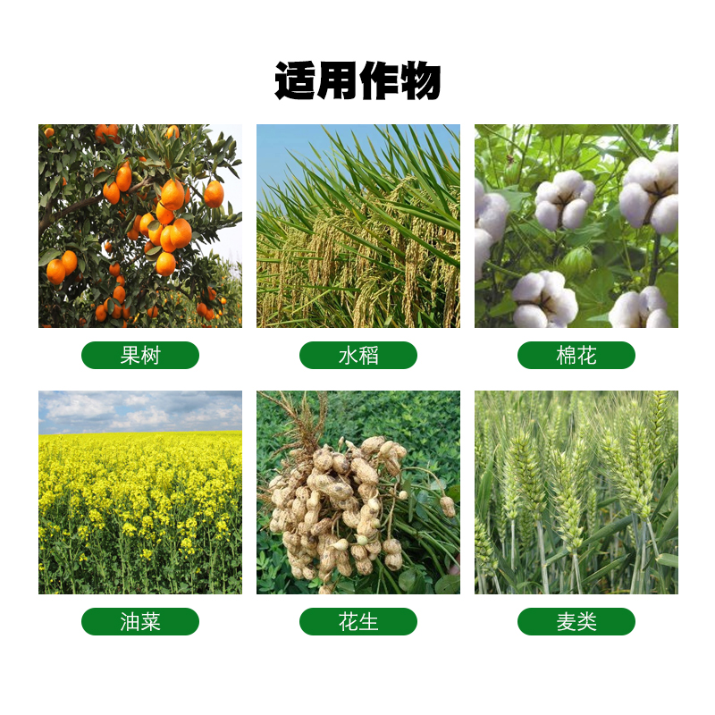 国光多菌灵植物叶斑病月季黑斑病多肉白粉病杀菌剂灭菌灵通用花药 - 图1