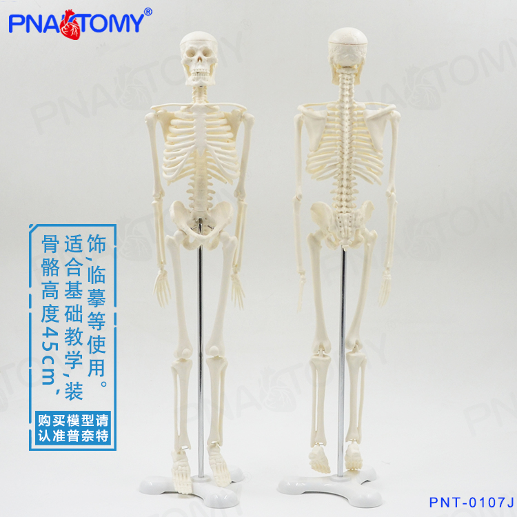 PNATOMY 经典款45cm骨骼模型可拆可活动可摆造型小型人体骨架模型 - 图0