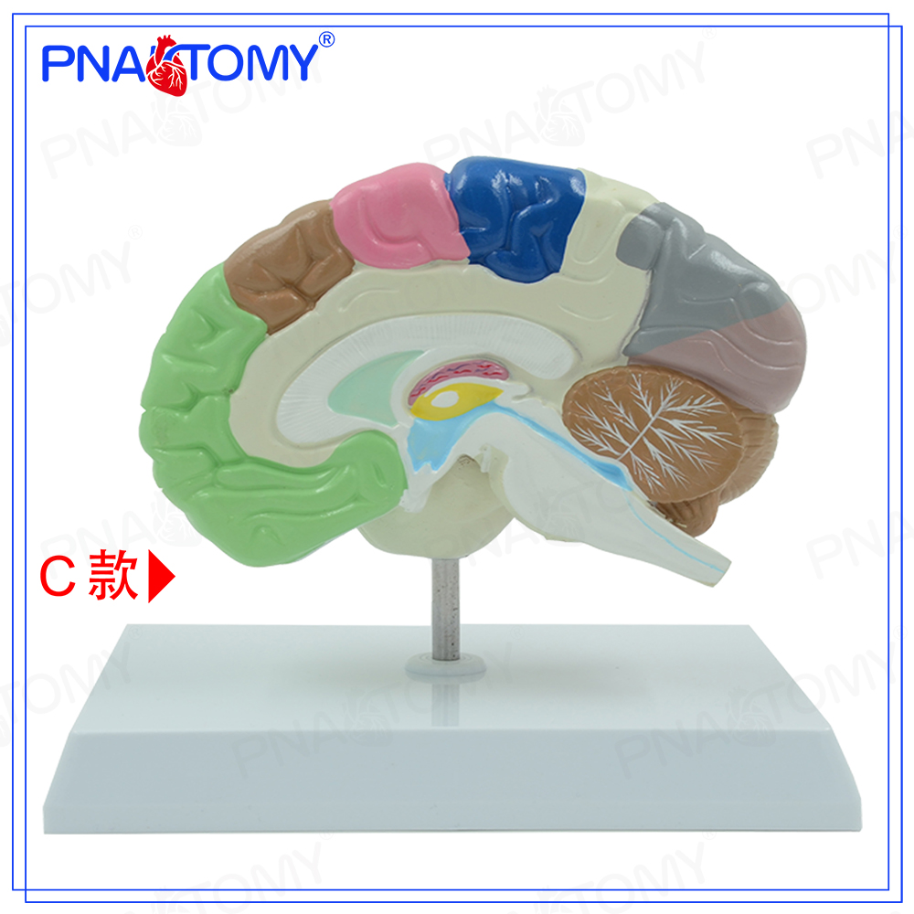 PNATOMY 大脑模型人脑血管神经科脑解剖彩色脑功能区教学小脑脑干 - 图3